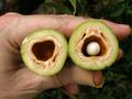 Canarium ovatum